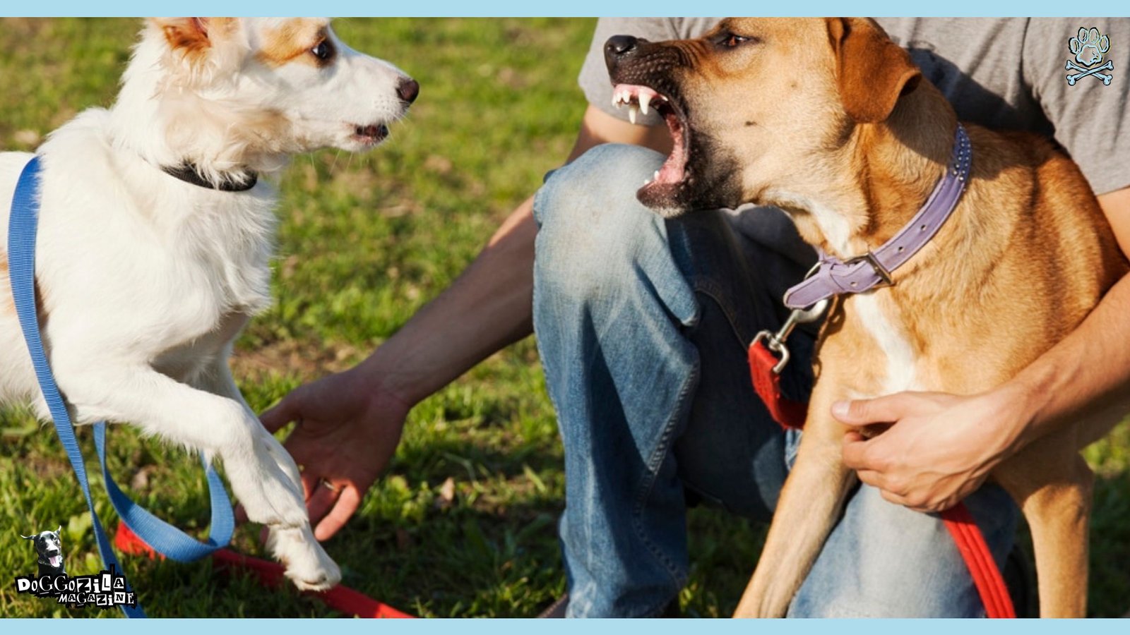 two dogs fighting