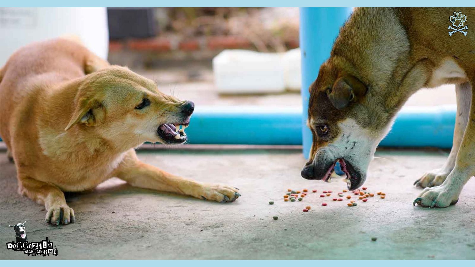 dogs are fighting over some food