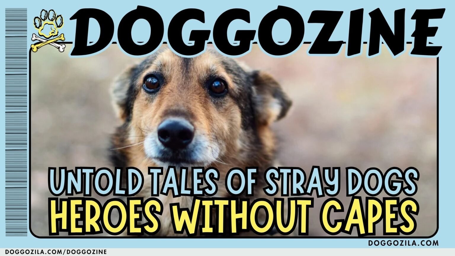 heroes without capes - stray dog stories