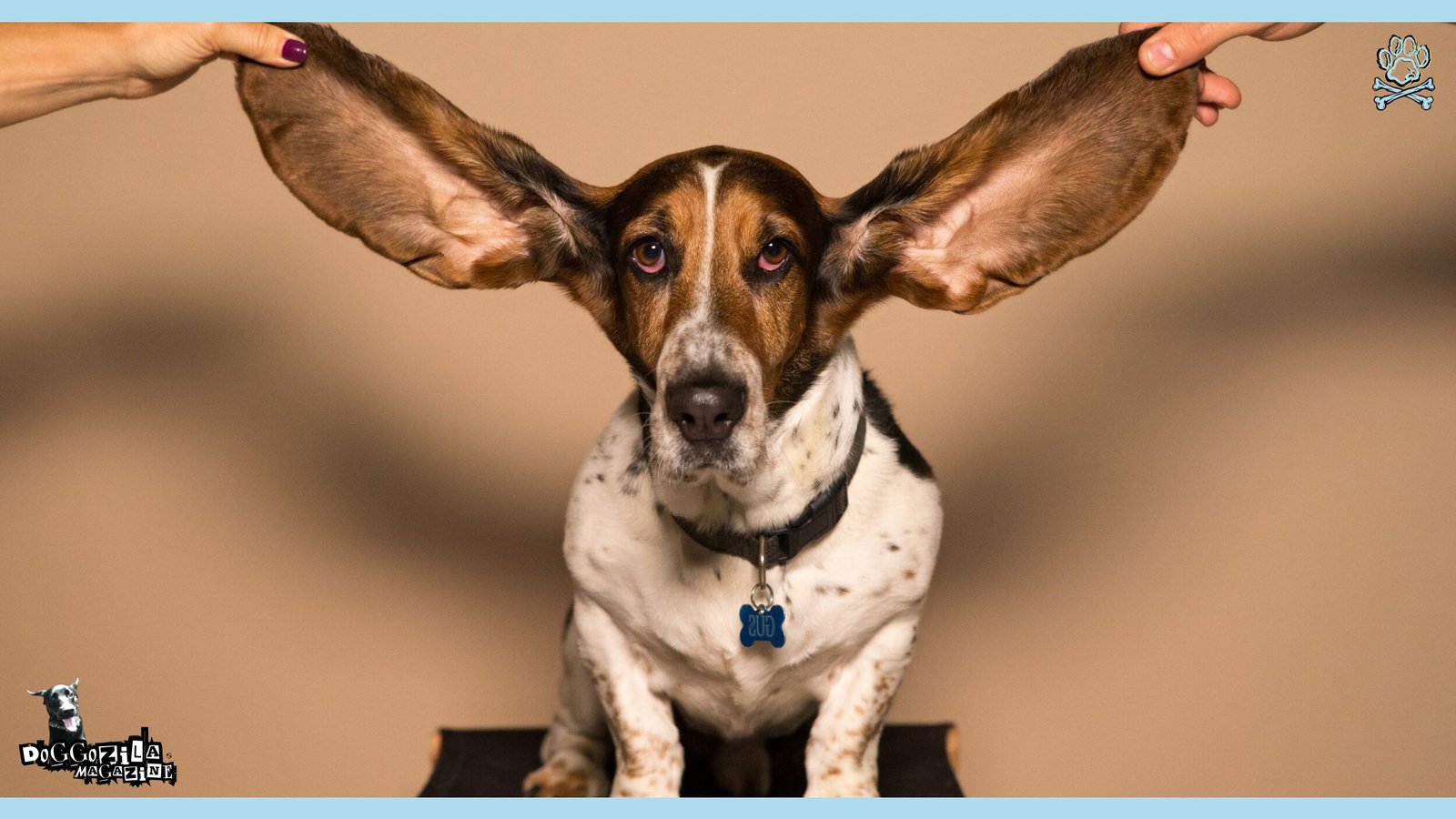 the biggest dog's ears