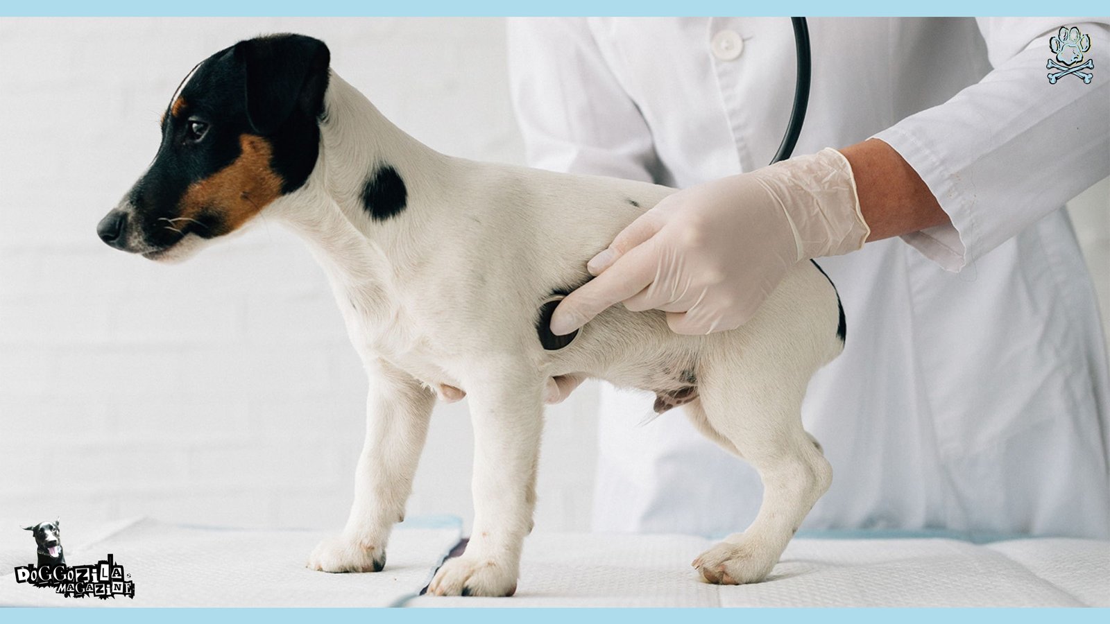 puppy at the veterinary