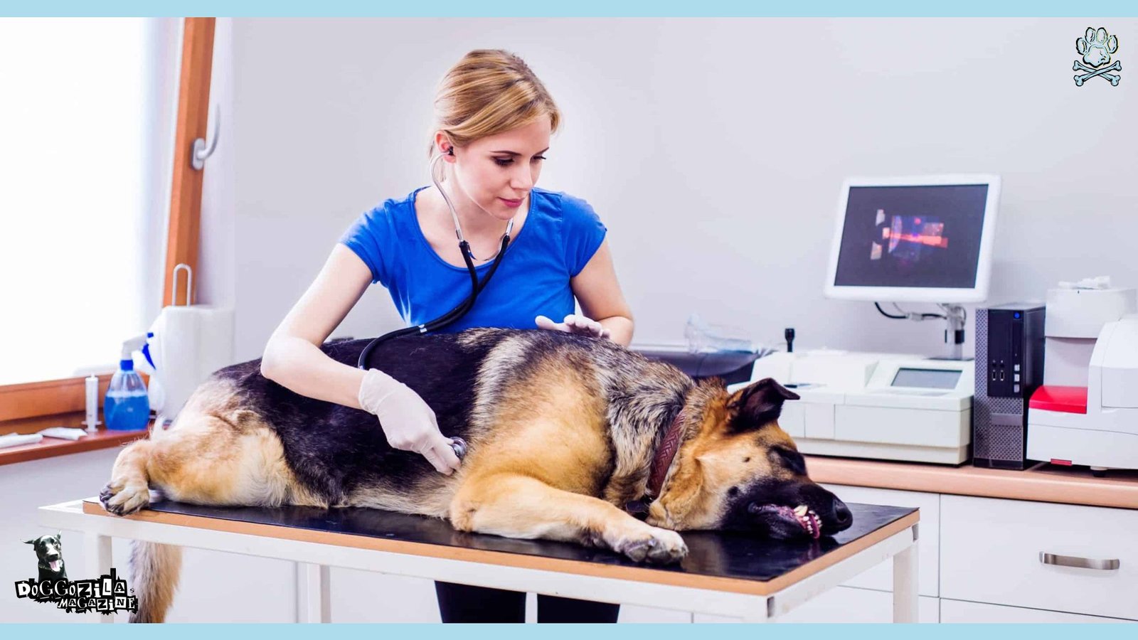 German Shepard at the veterinary