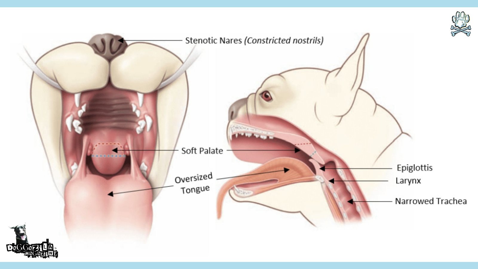 Brachycephalic Dogs