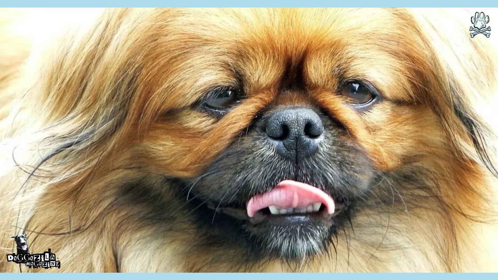 Brachycephalic Dogs