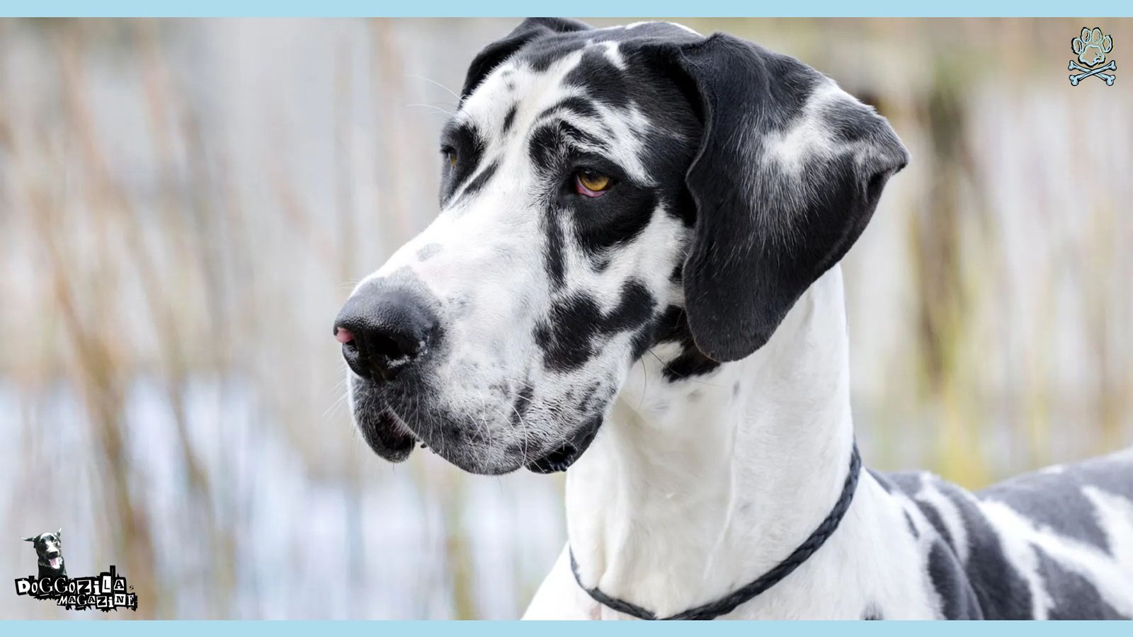 Great Dane