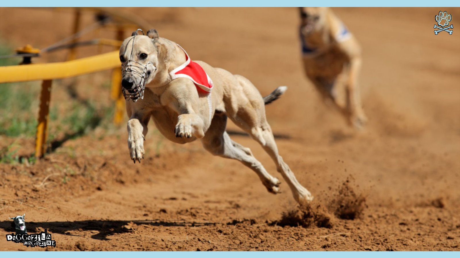 racing dogs