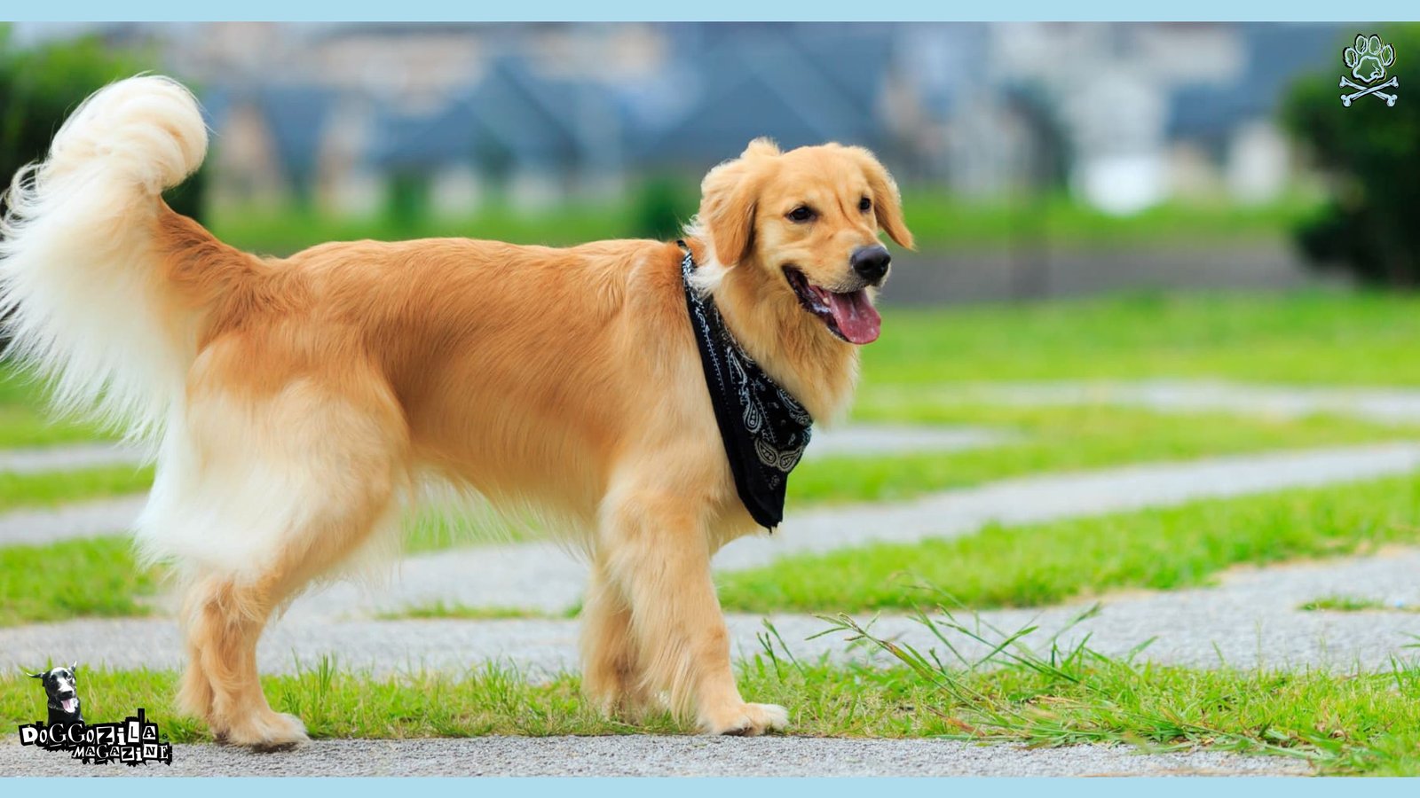 golden retriever