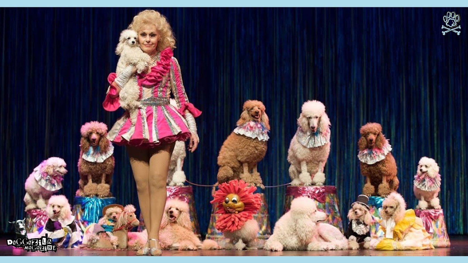 cute dogs on stage