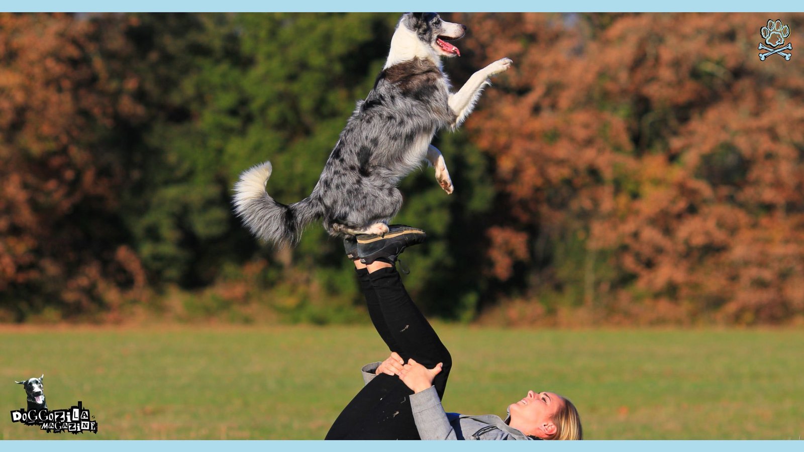 dog agility training