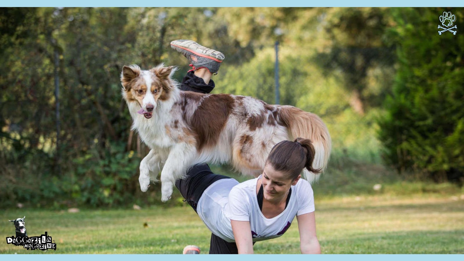 dog agility training