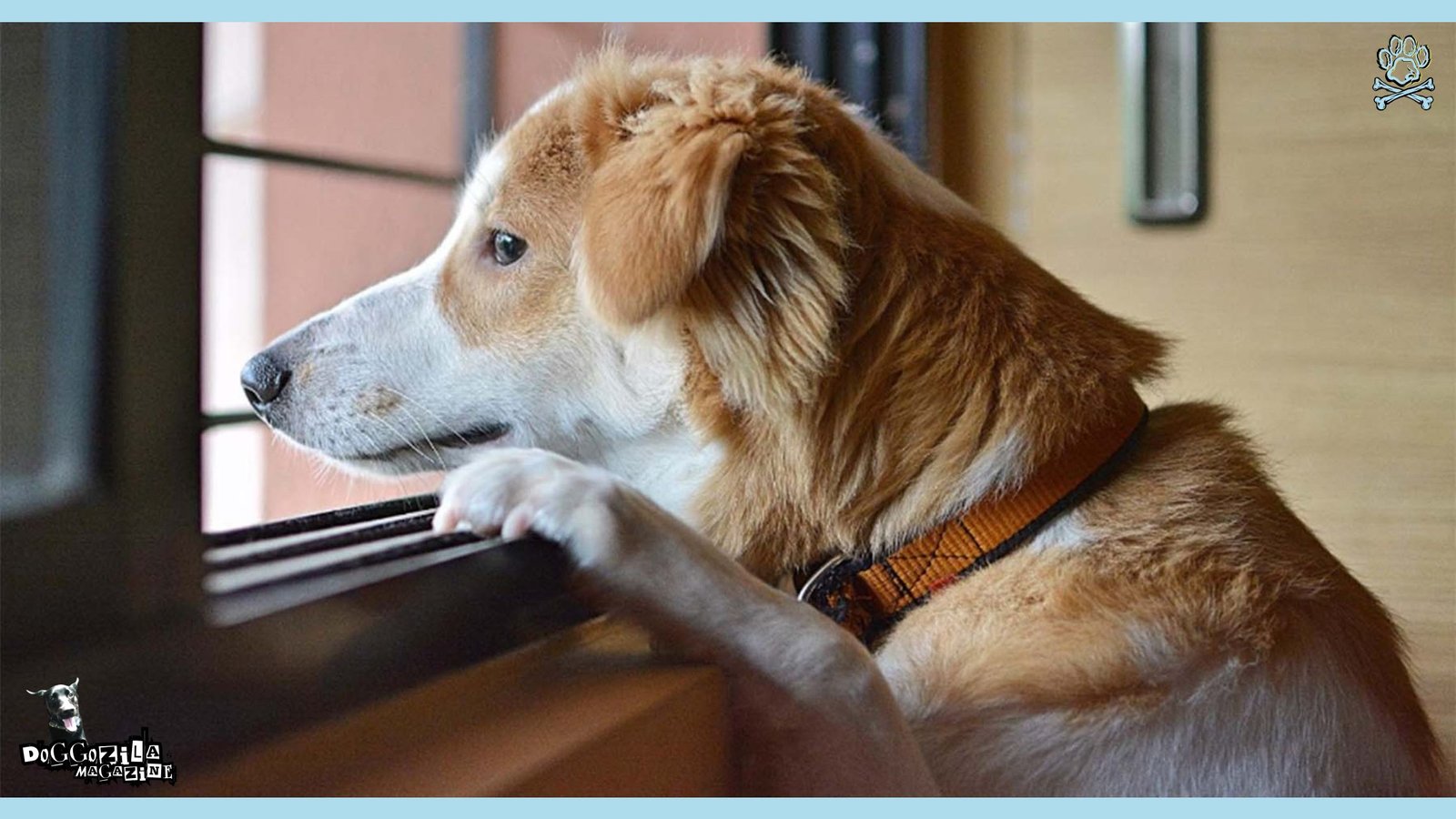 really sad puppy waiting his friend to come from work