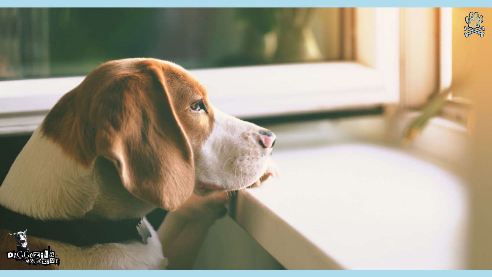 really sad puppy waiting his friend to come from work