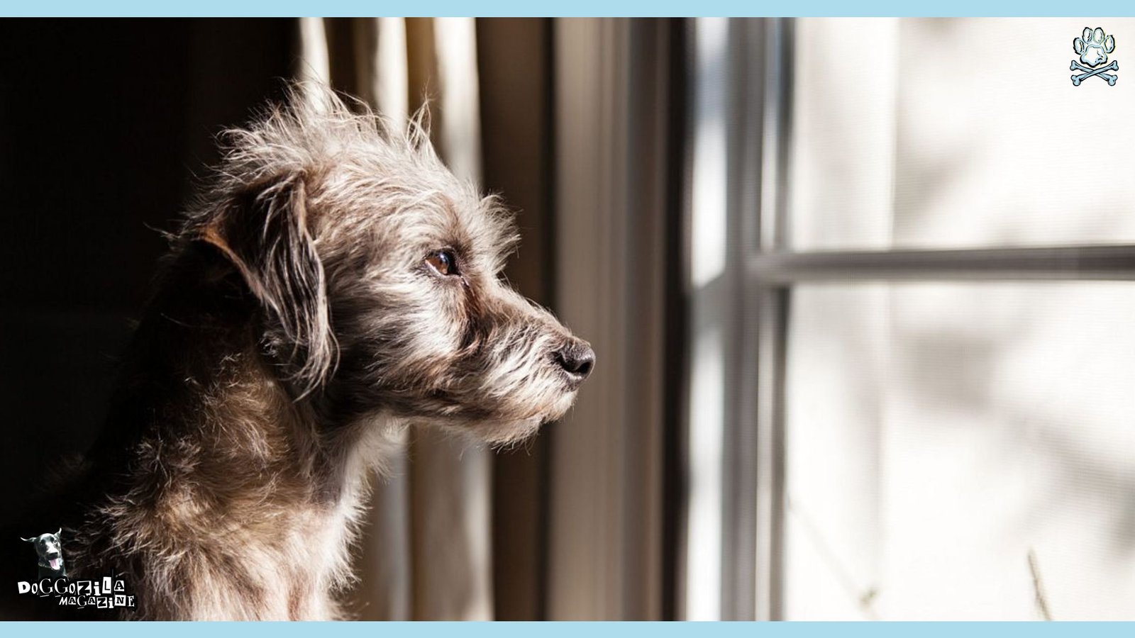 How to help Dogs with Separation Anxiety