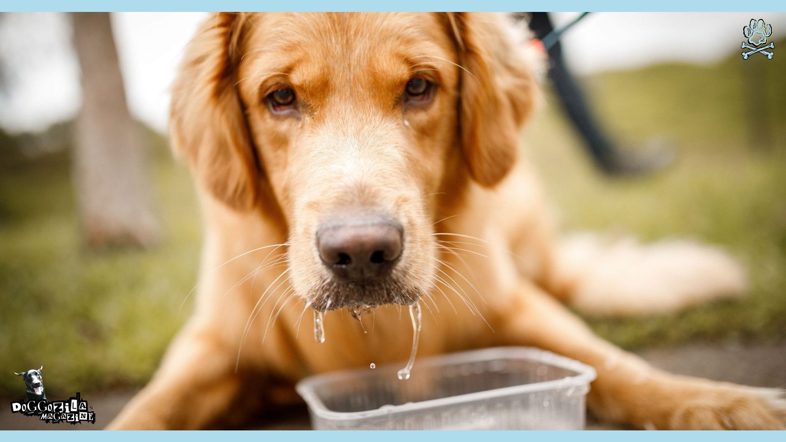 dog drinking water