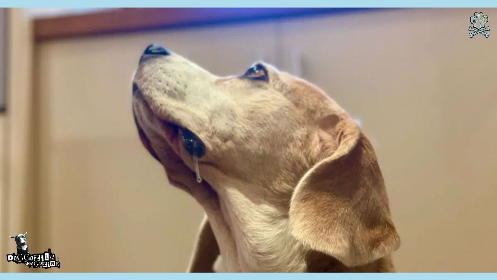 hungry dog watching his owner eating