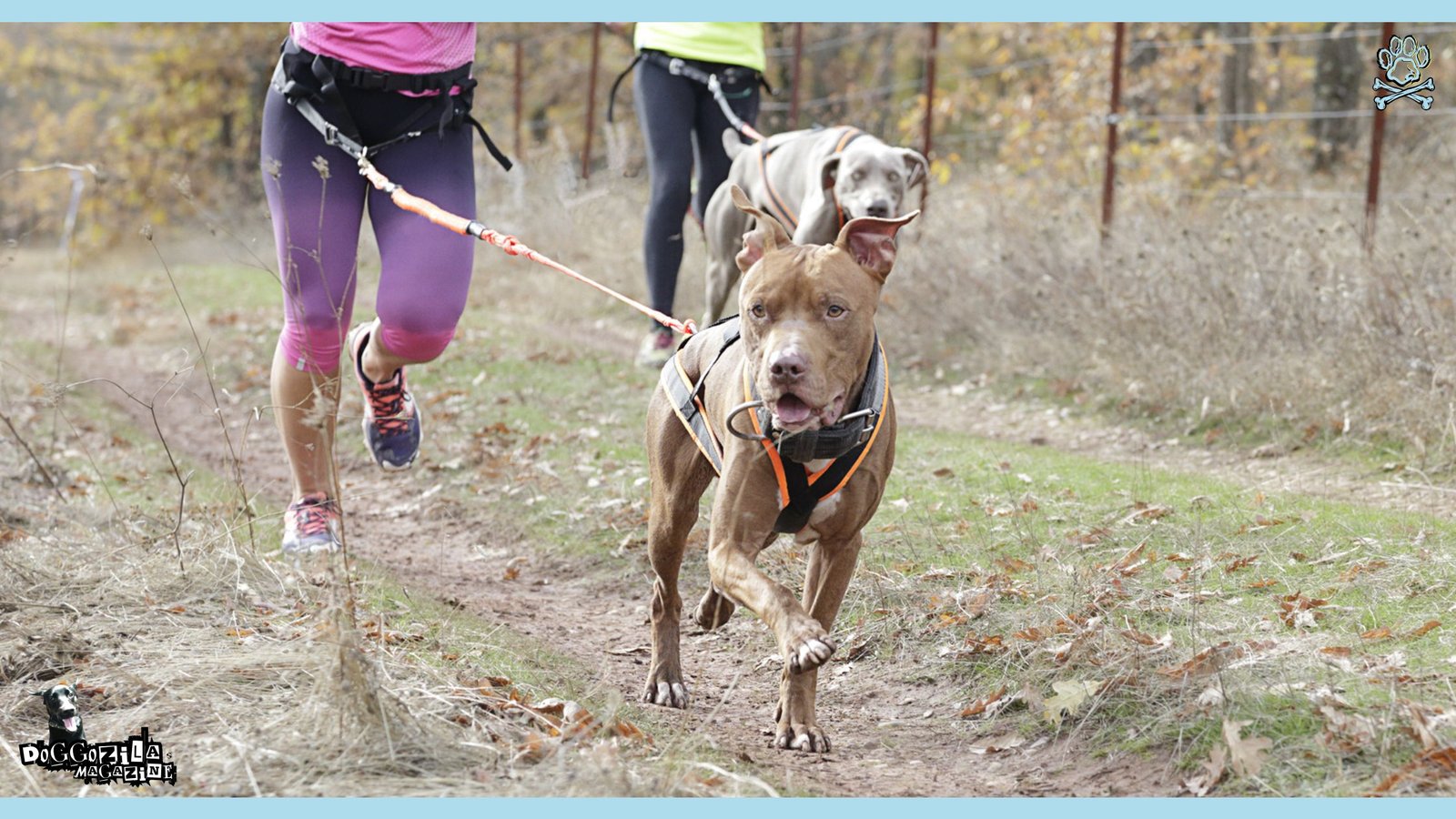 Adventure with your dogs