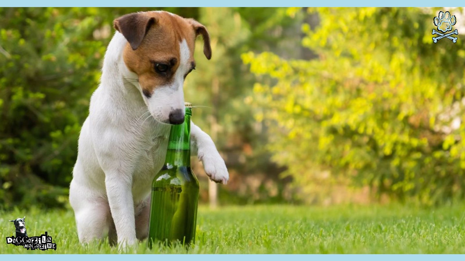 Alcohol Poisoning in Dogs