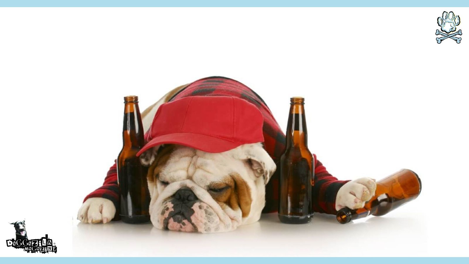 How to Help a Drunk Dog