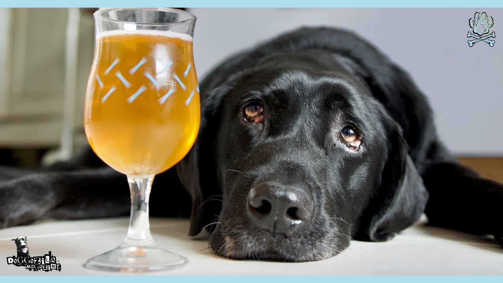 Alcohol Poisoning in Dogs