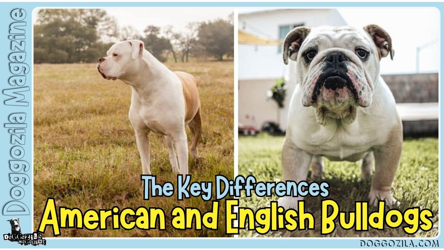 Muscular Marvel dog breed vs. Wrinkly Wonder dog breed