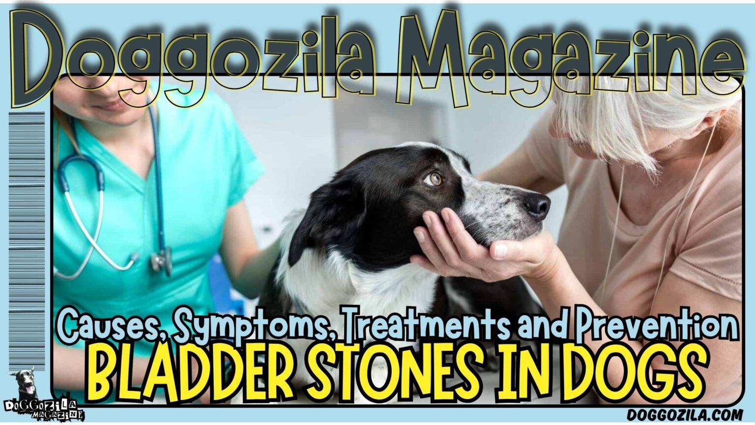 Bladder Stones in Dogs