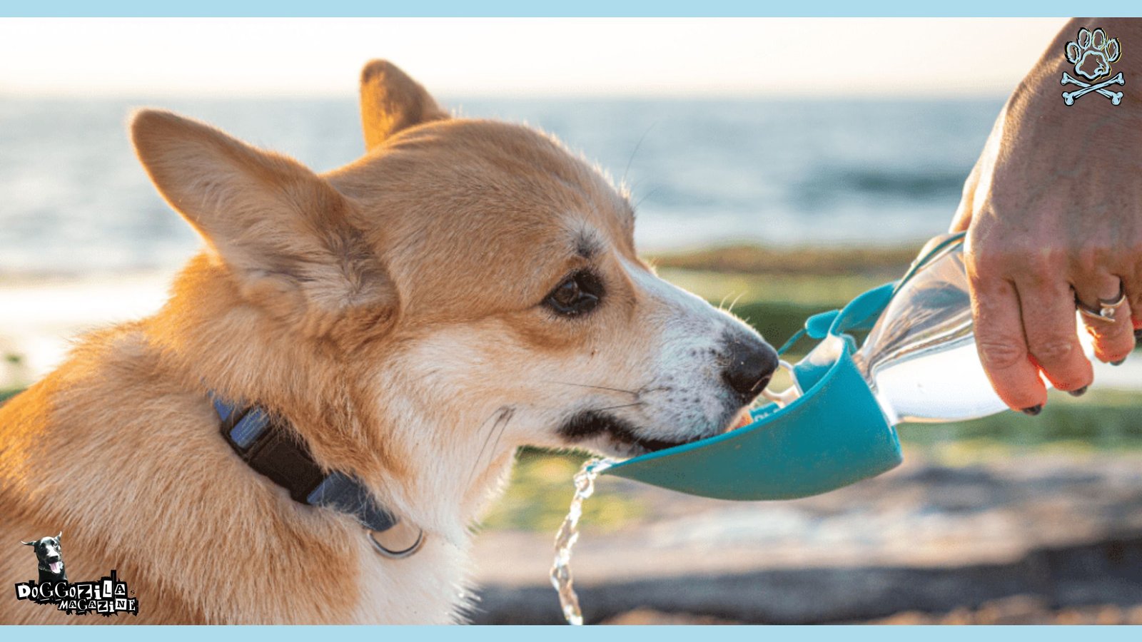 dog hydration