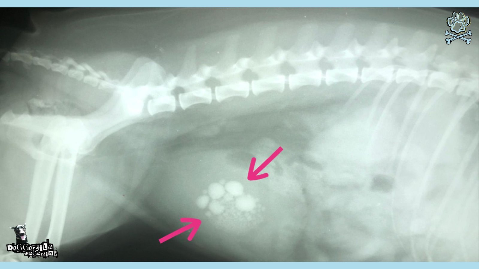 Bladder Stones in Dogs