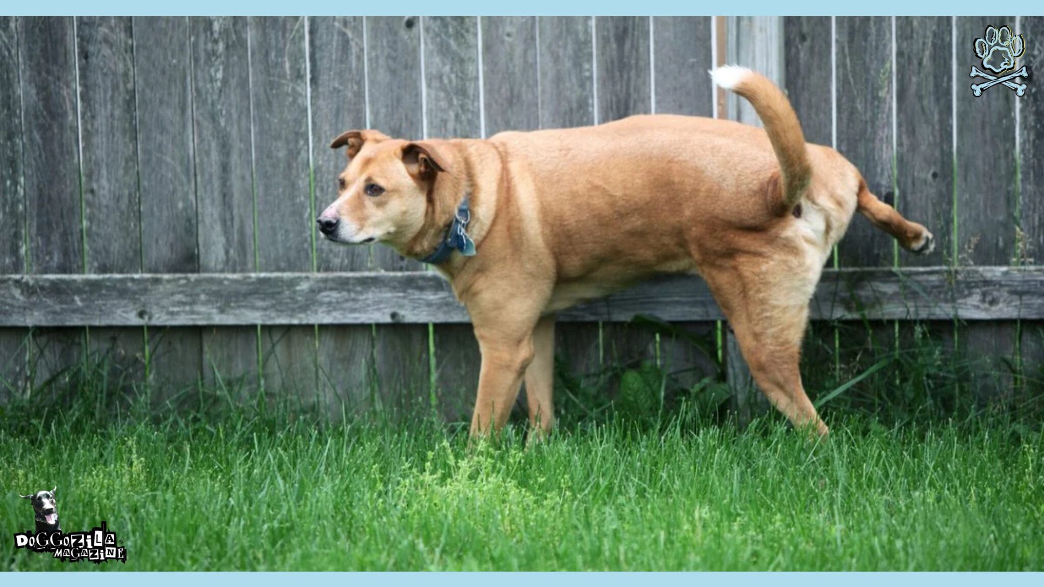 How Long Can Dogs Hold Their Pee? - Doggozila Magazine