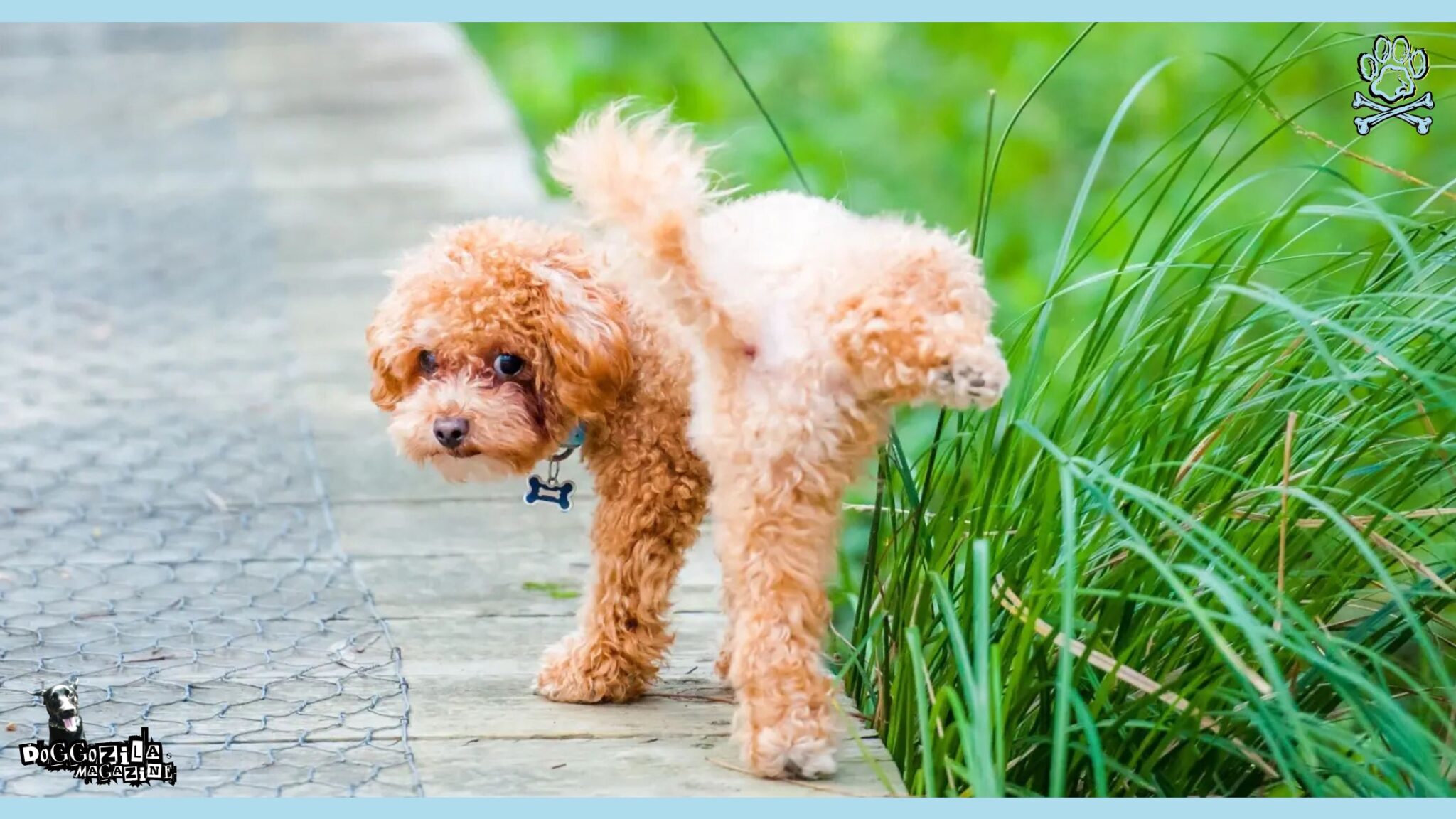 How Long Can Dogs Hold Pee