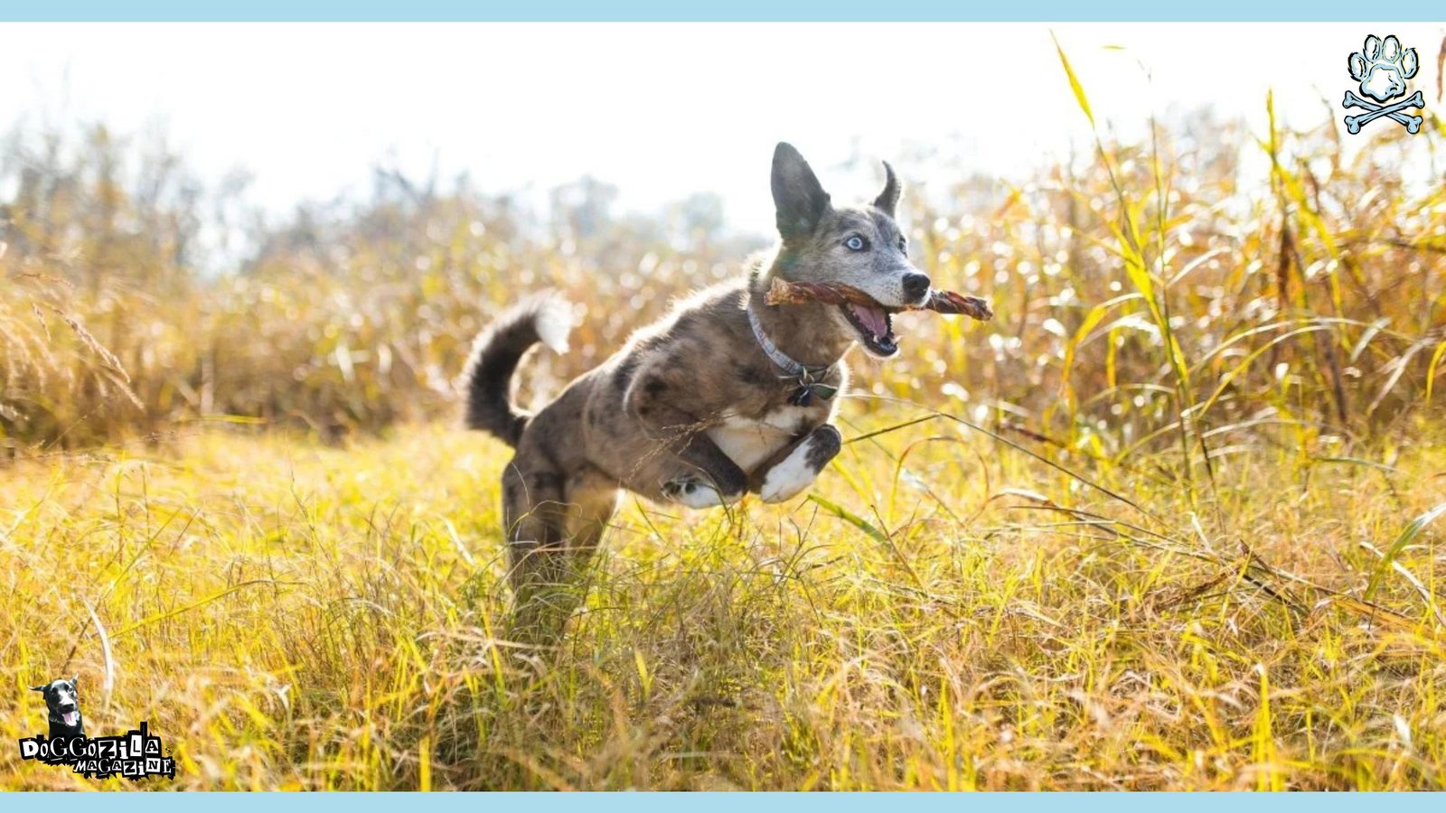 Dog with a stick in his mouth