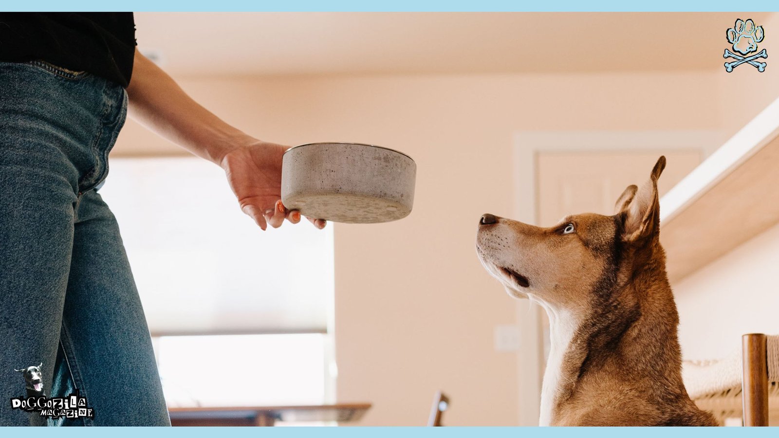 feeding routine for your dog