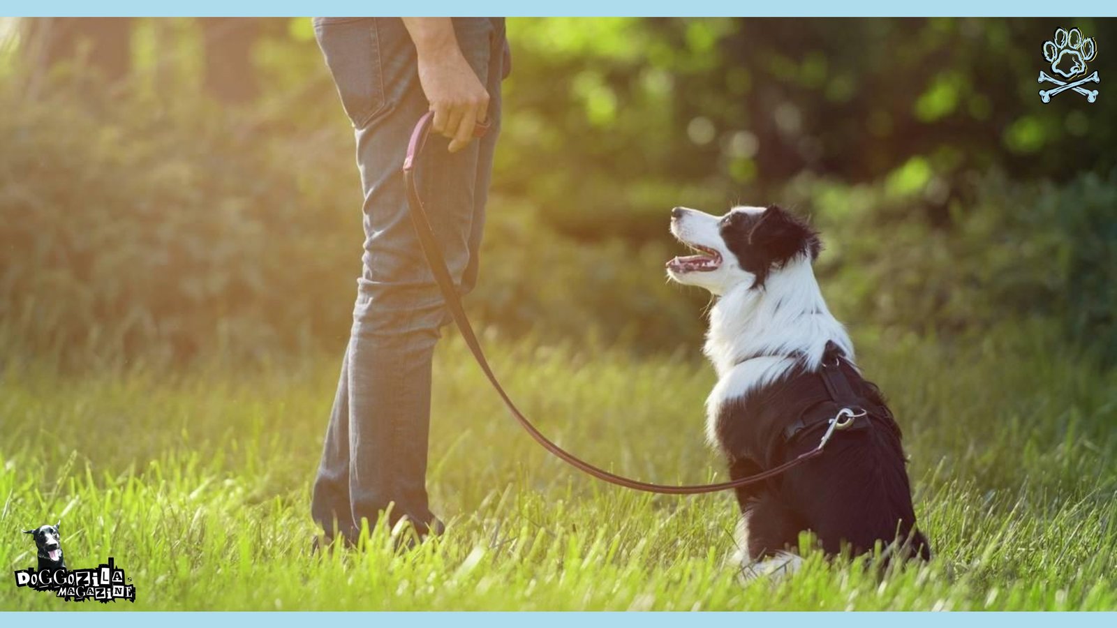 positive reinforcement training for dogs