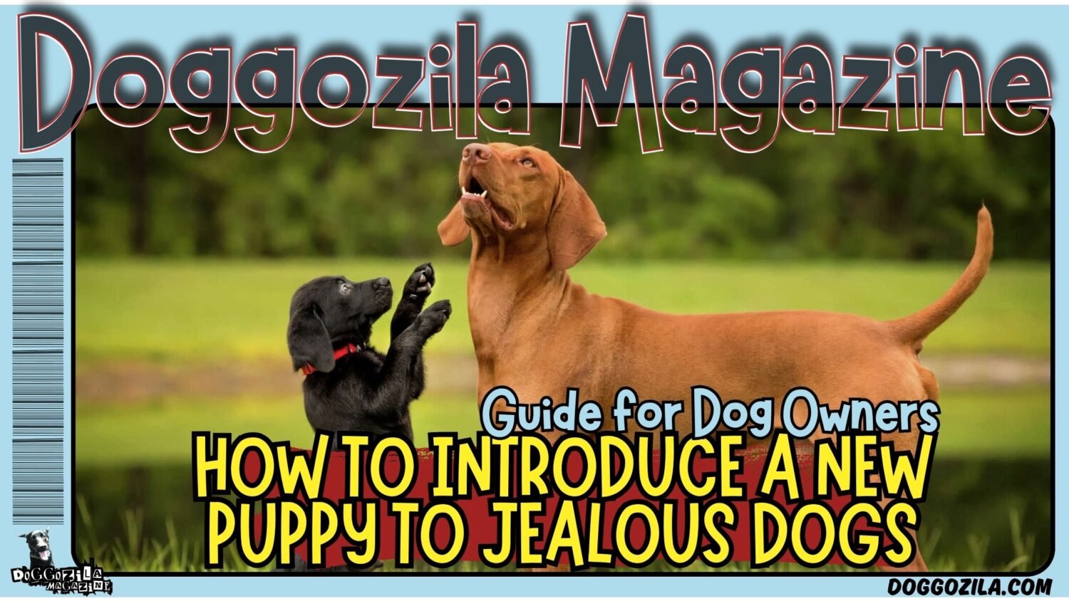 How to Introduce a New Dog to Jealous Dogs