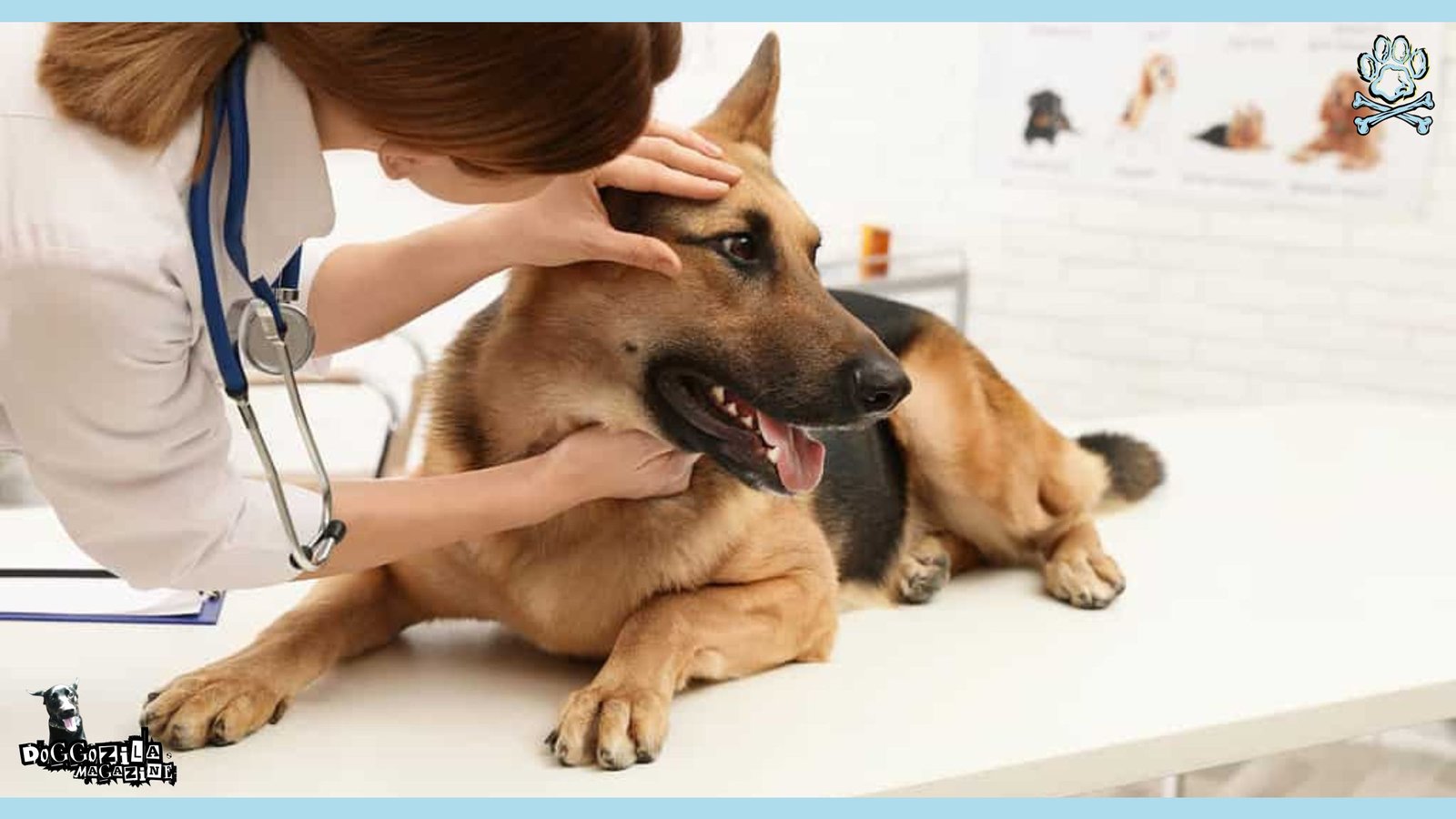 sad German Shepard at the vet