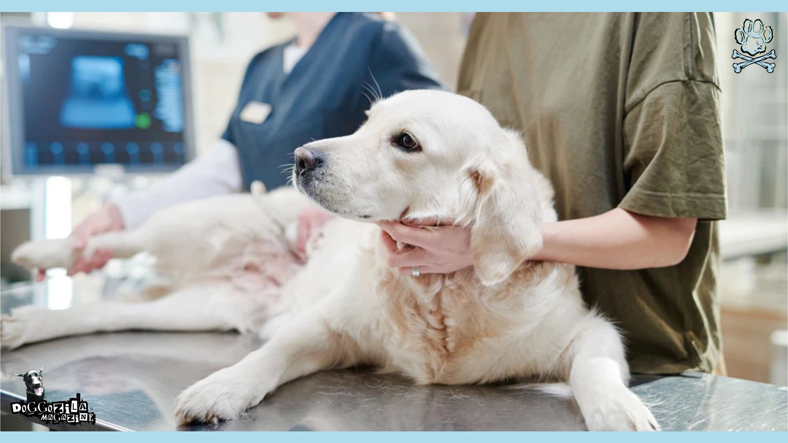 sad white Labrador retriever at the vet