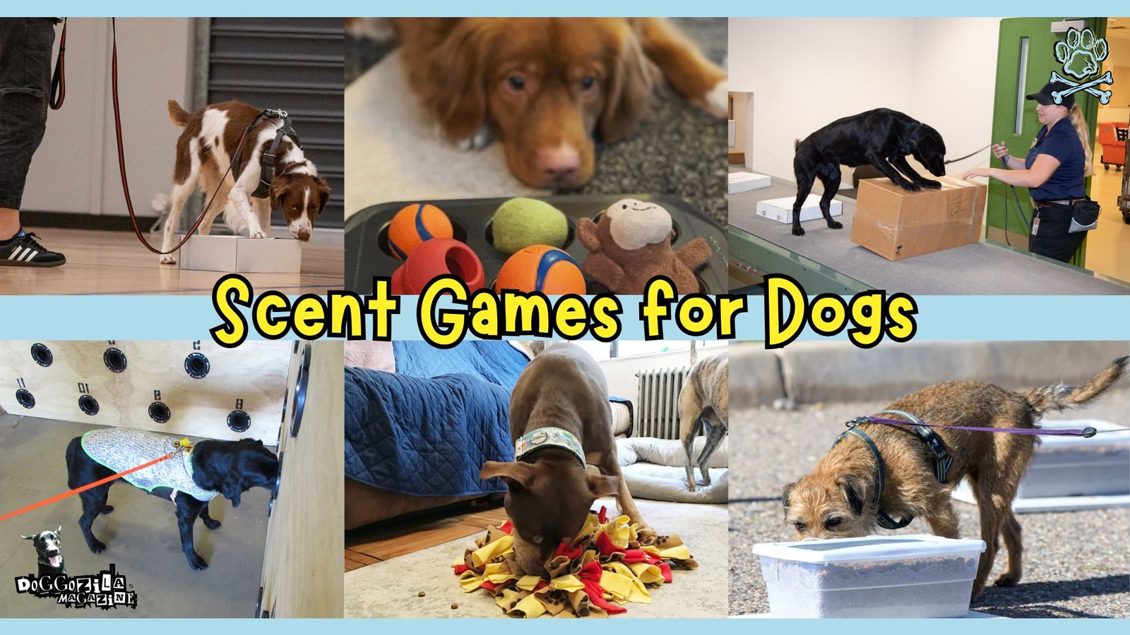 Scent Games for Dogs