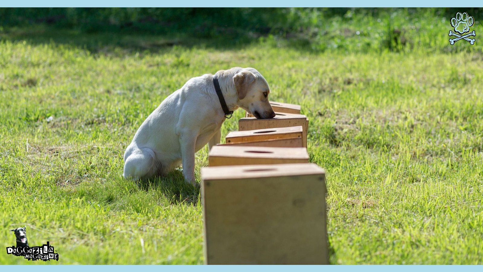 Scent Games for Dogs