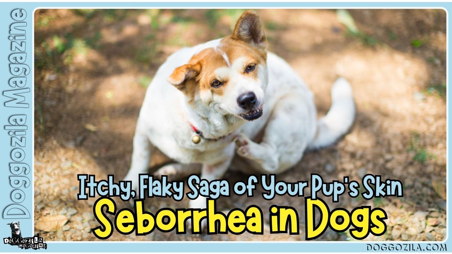 Seborrhea in Dogs