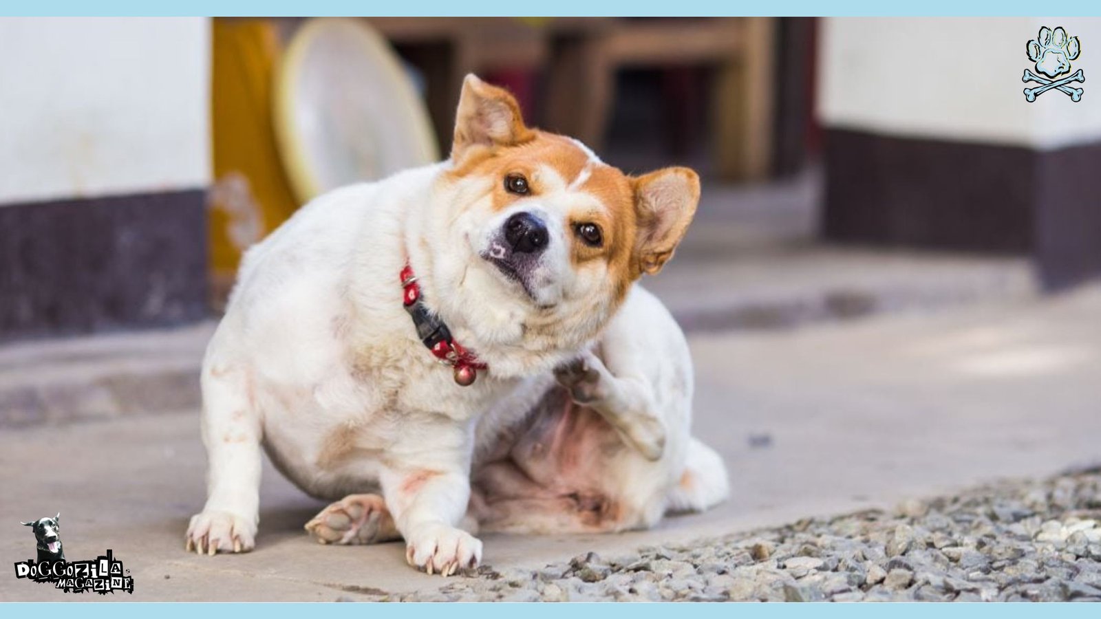 Seborrhea in Dogs