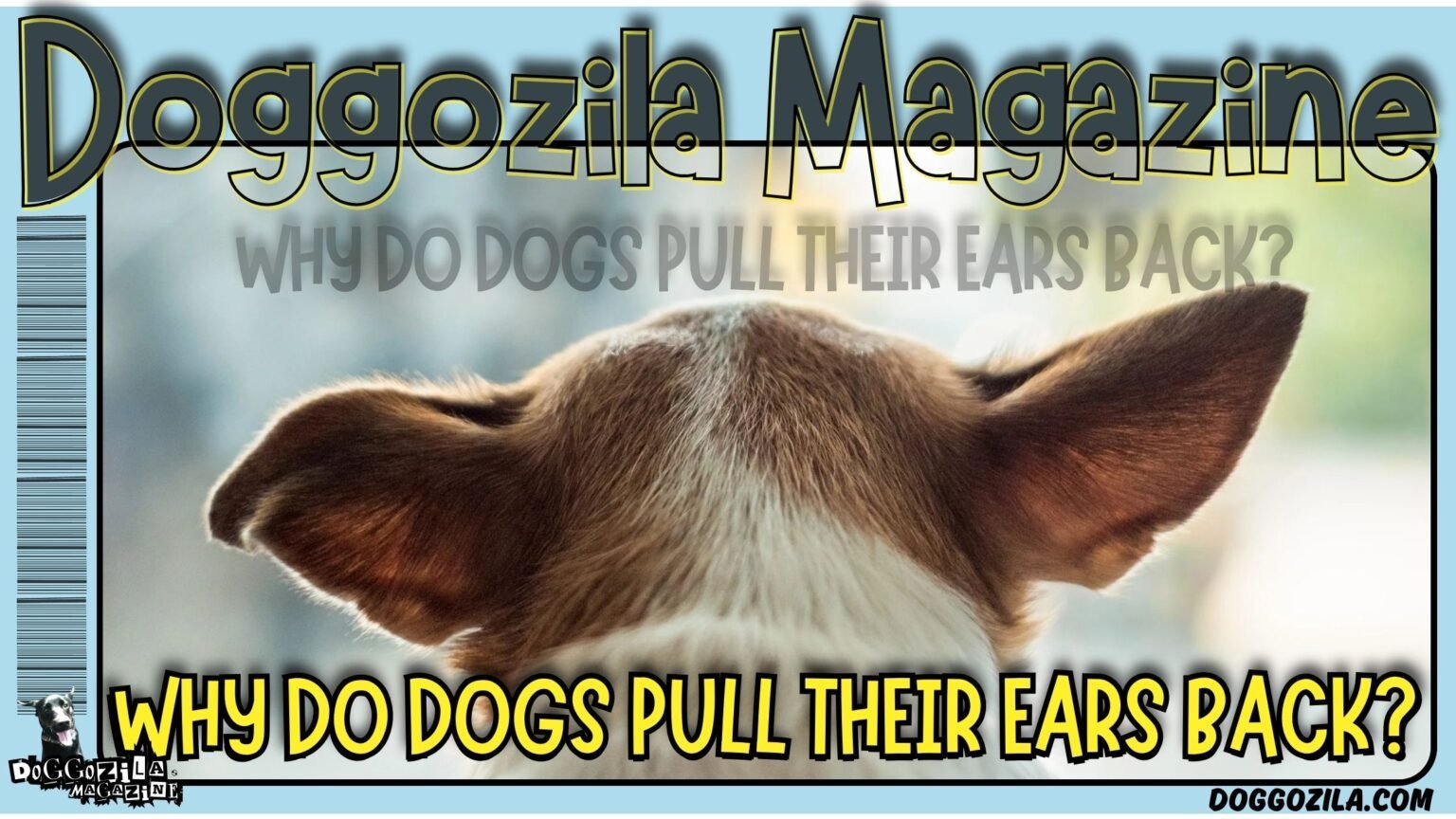 Why Do Dogs Pull Their Ears Back