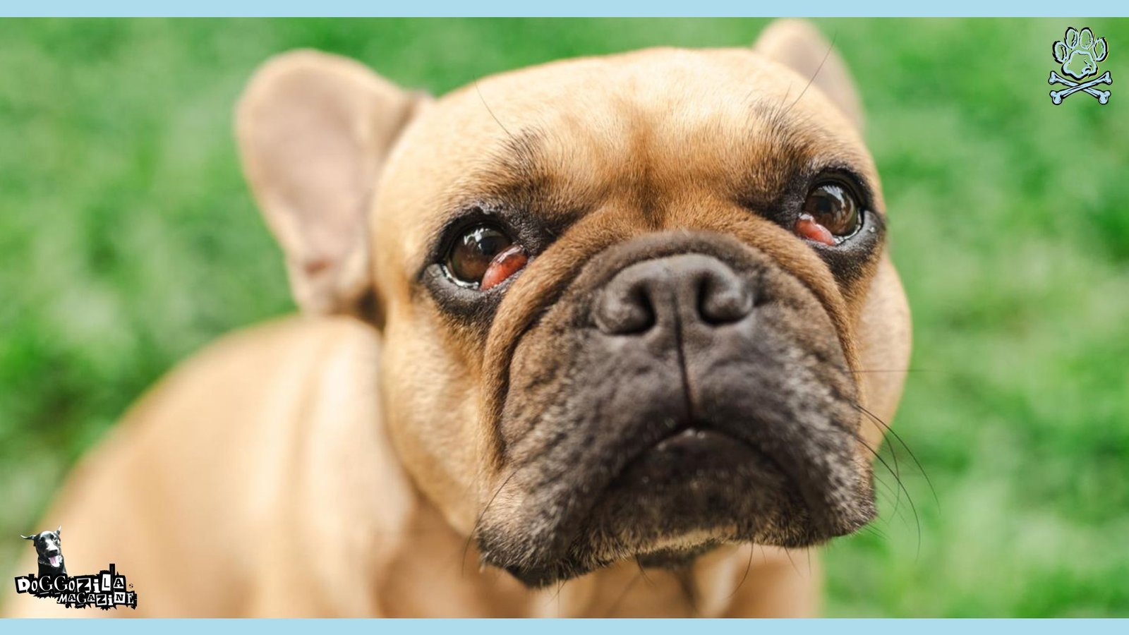 cherry eye in dogs