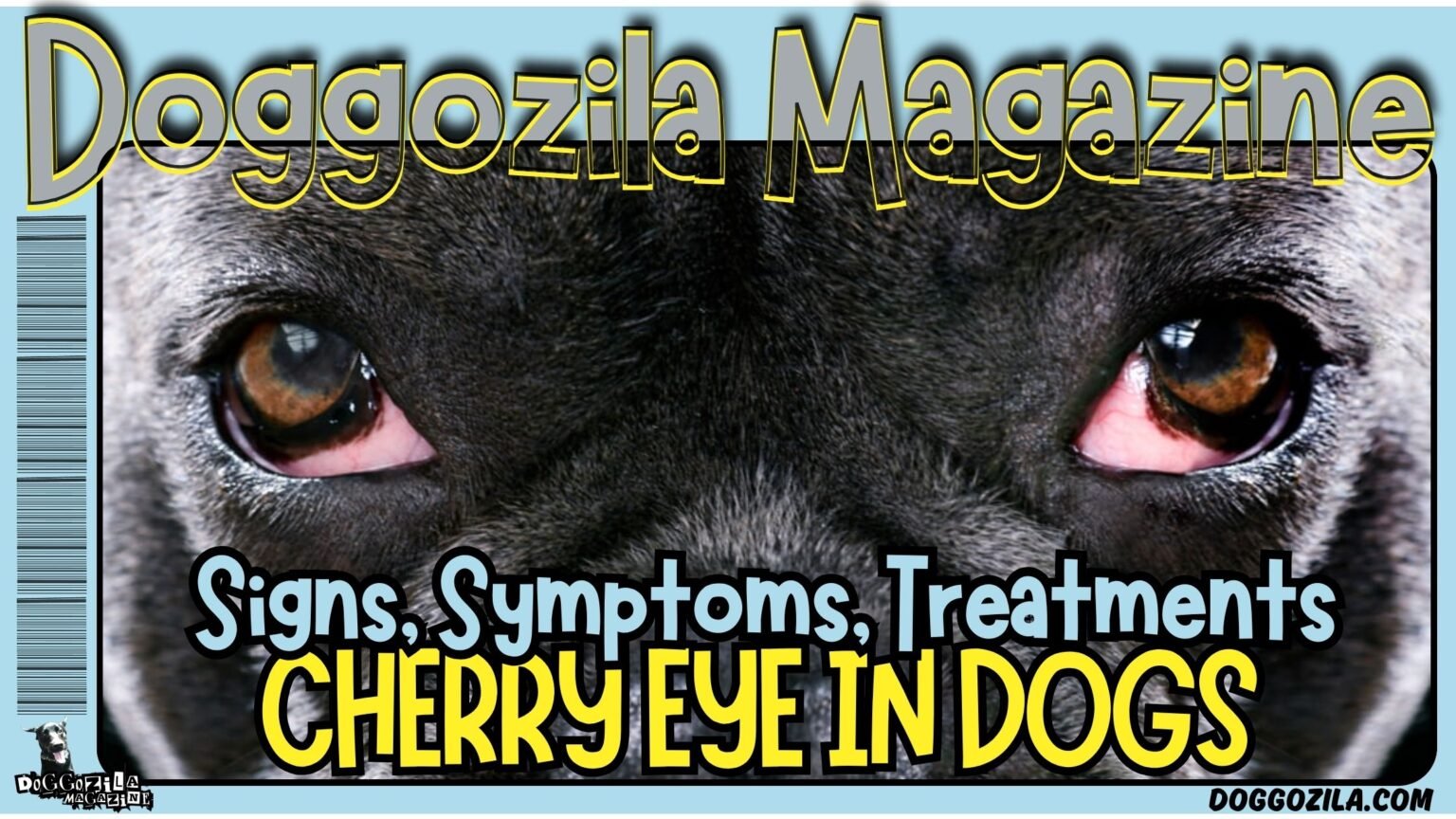 cherry eye in dogs