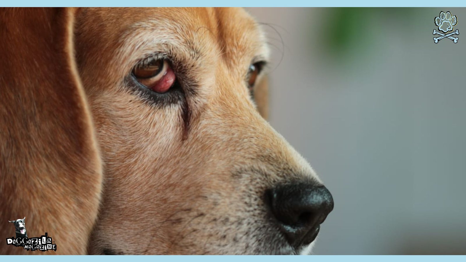 Cherry Eye in Dogs