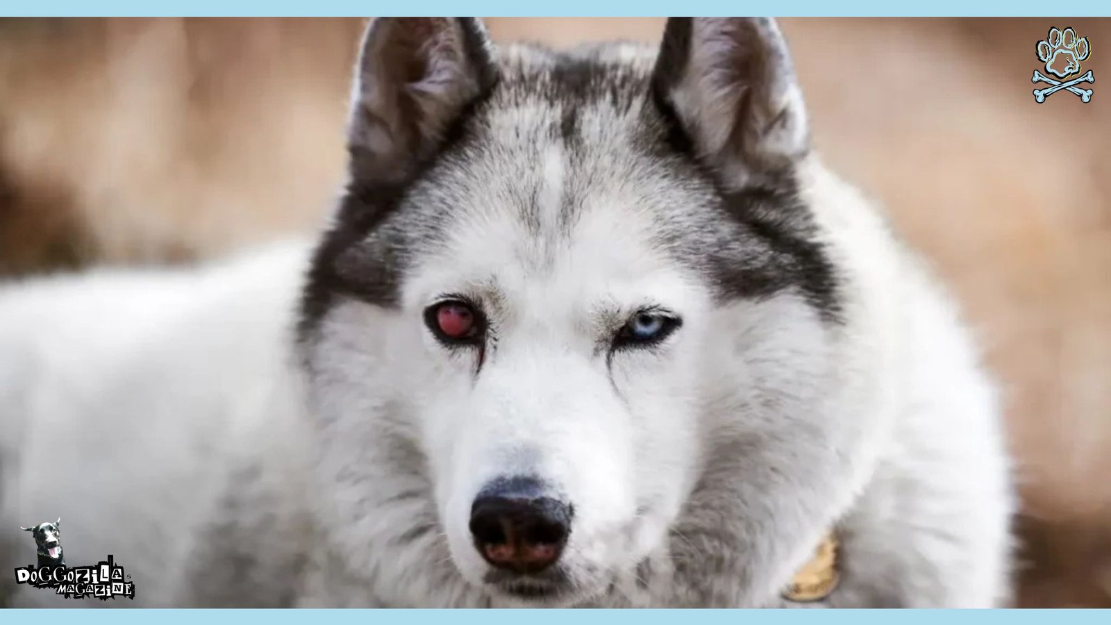 husky dog with eye condition