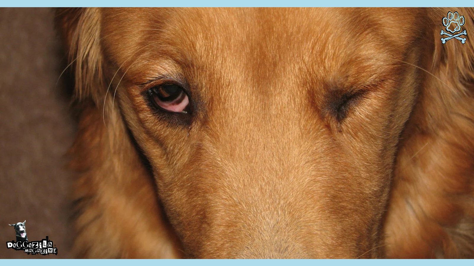 golden retriever wink