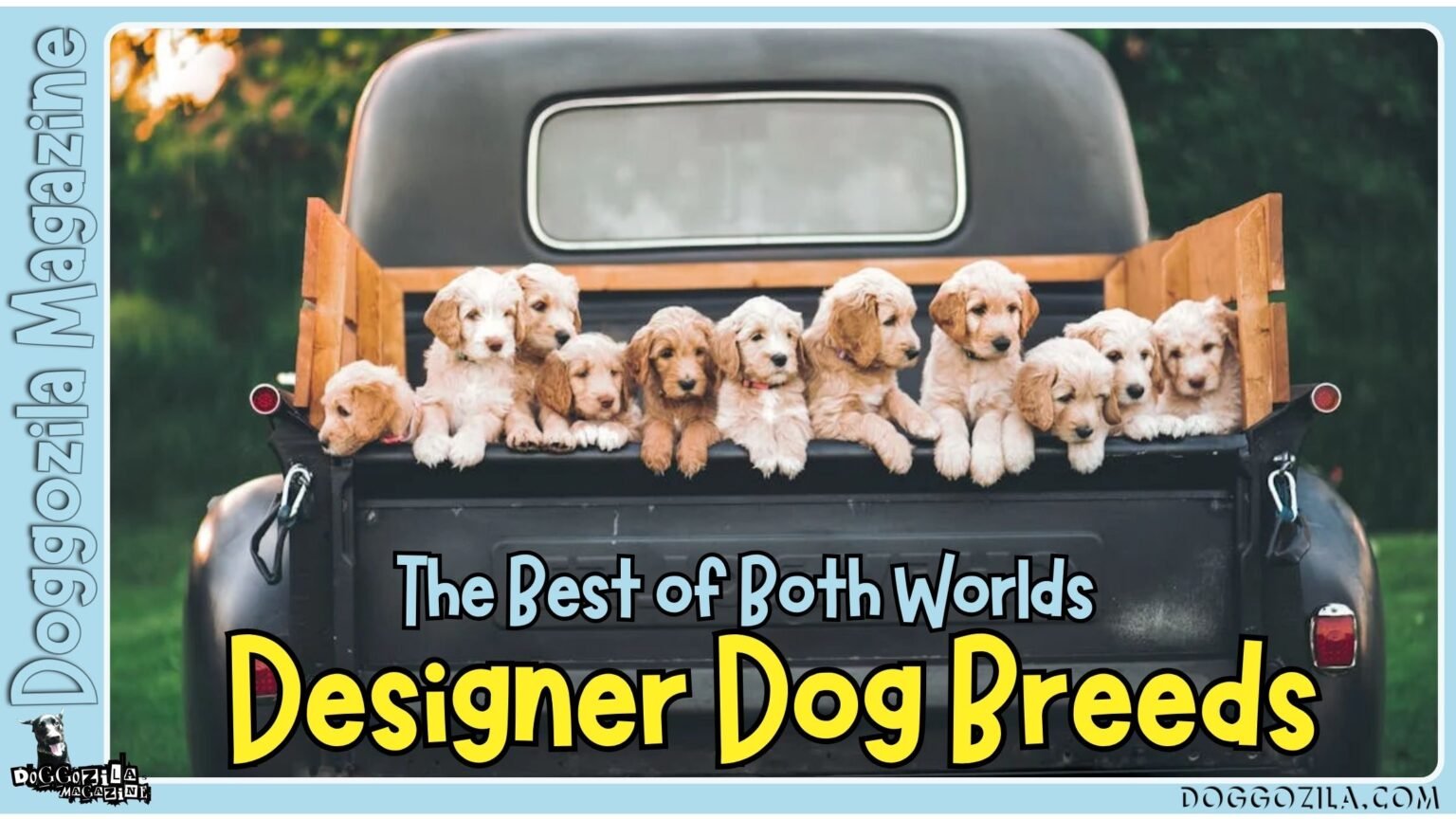 designer dog breeds