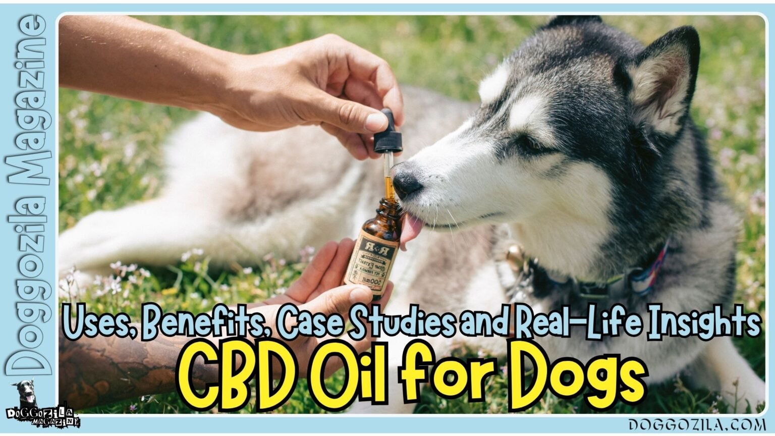 CBD Oil for Dogs