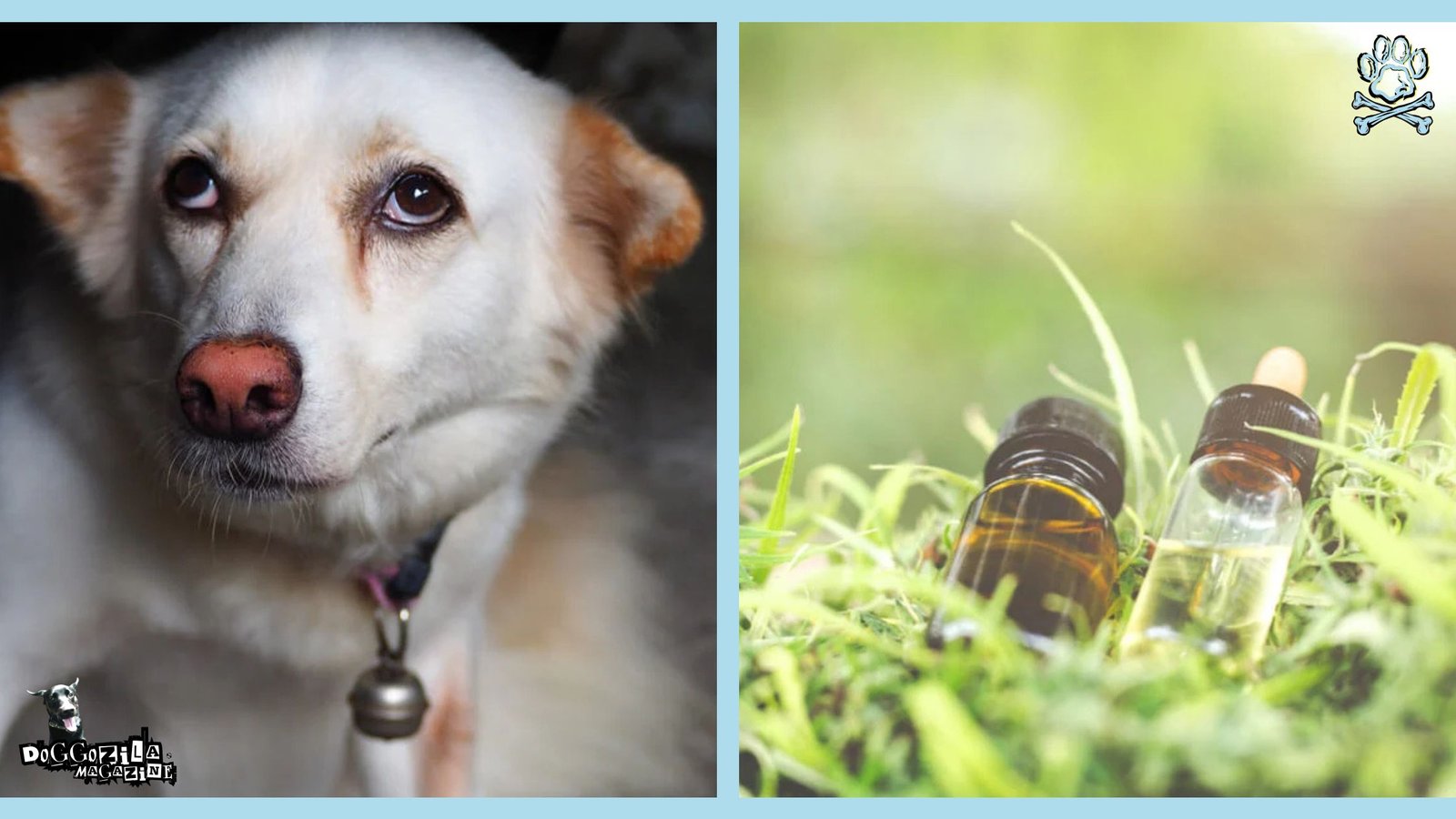 natural remedy for your dog