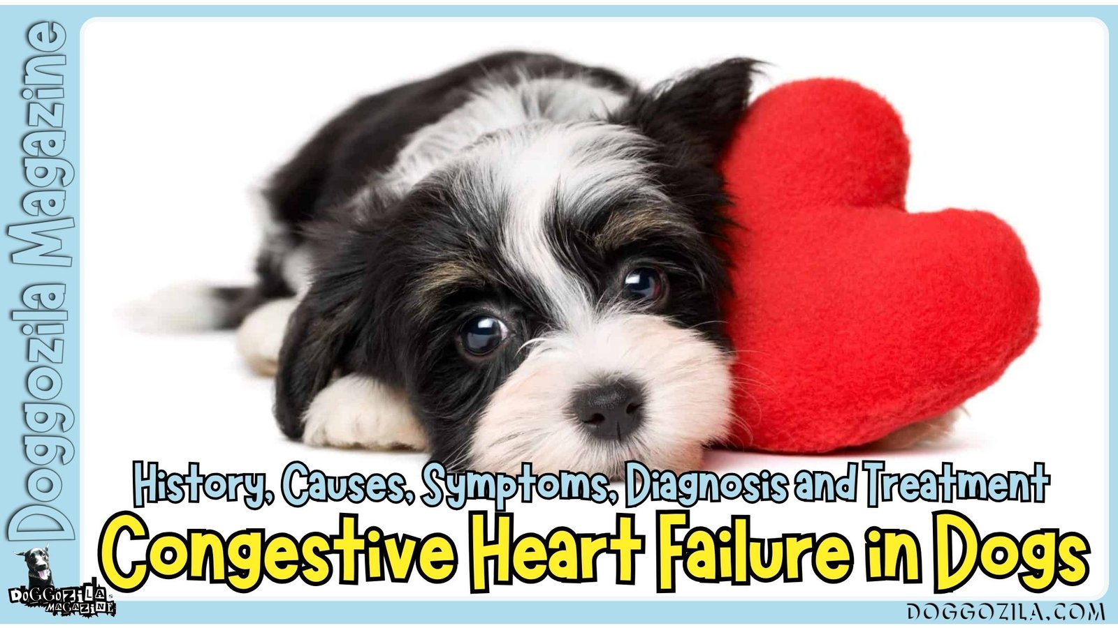 Congestive Heart Failure in Dogs