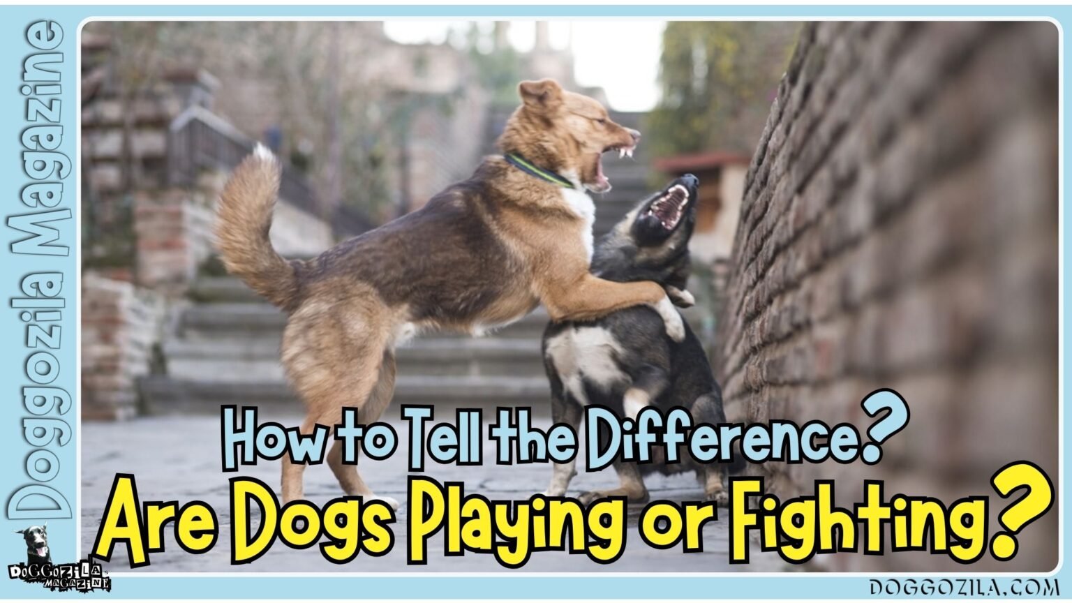 How to tell if Dogs Are Playing or Fighting